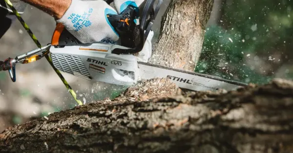 Zimbabwe Homeowner's Guide To Tree Pruning For The Rainy Season