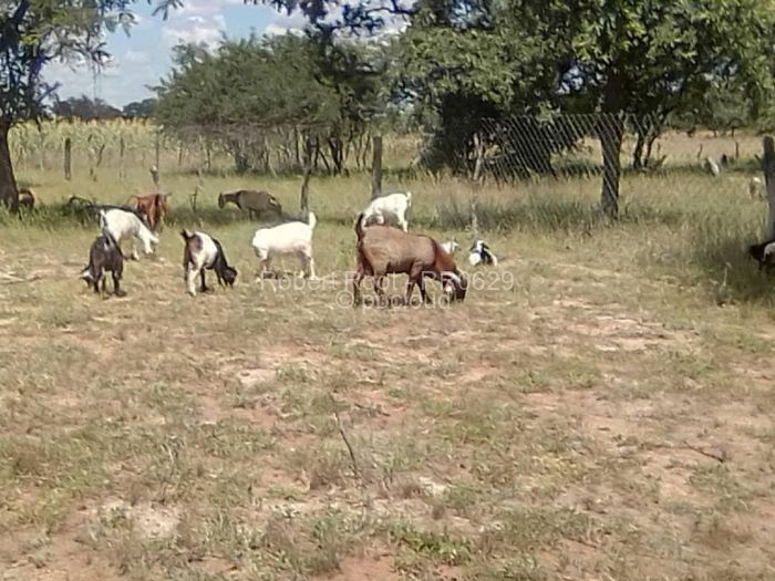 Farm/Plot for Sale in Kadoma, Kadoma