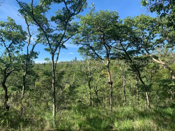 Commercial Stand for Sale in Juliasdale, Juliasdale