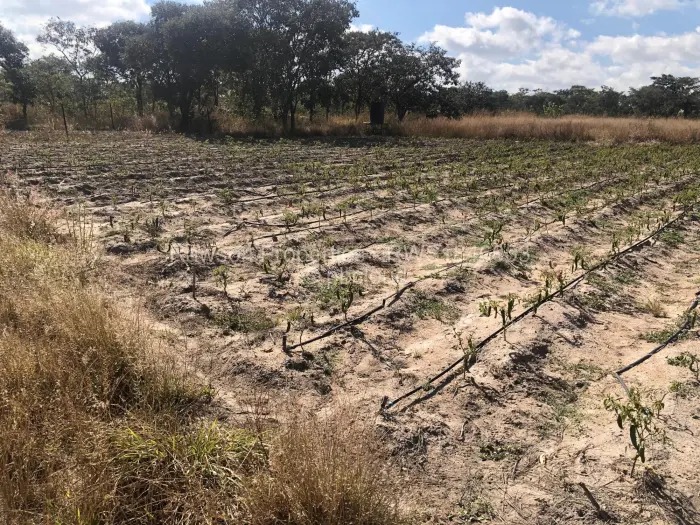 Farm/Plot for Sale in Ruwa, Ruwa