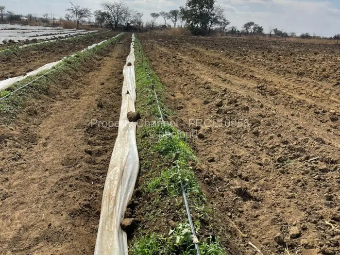 Farm/Plot for Sale in Galloway, Norton