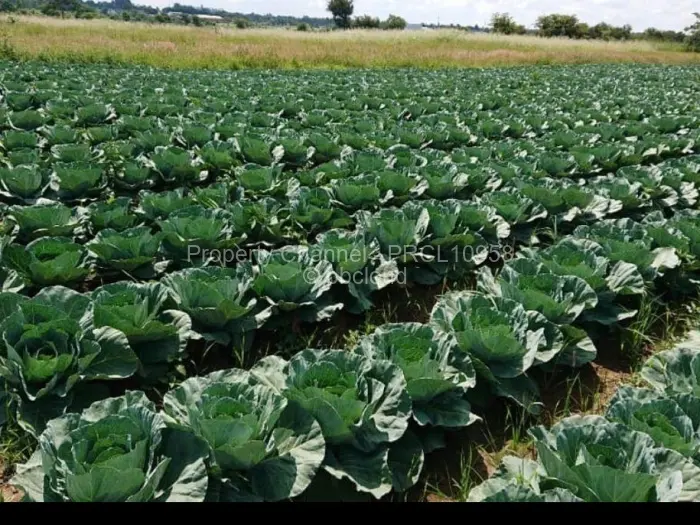 Farm/Plot for Sale in Galloway, Norton