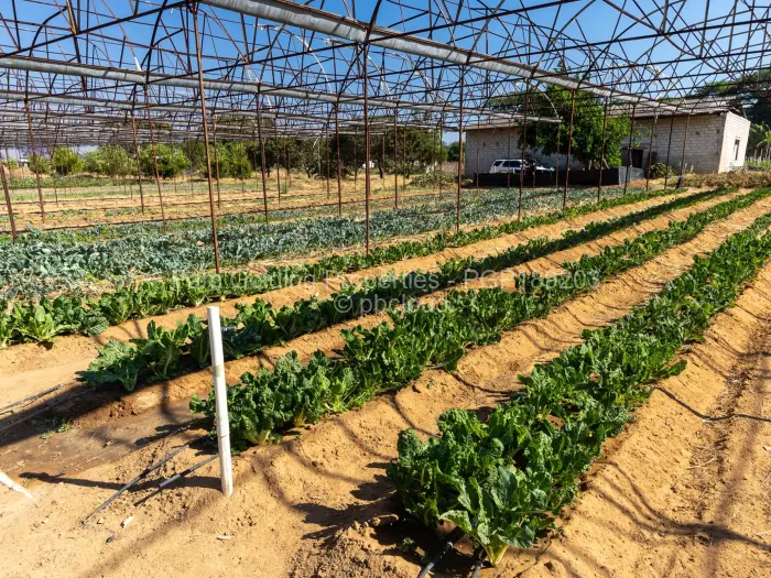 Farm/Plot for Sale in Ruwa, Ruwa