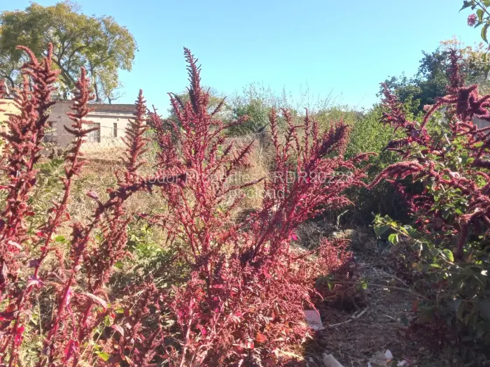 Stand for Sale in Buena Vista