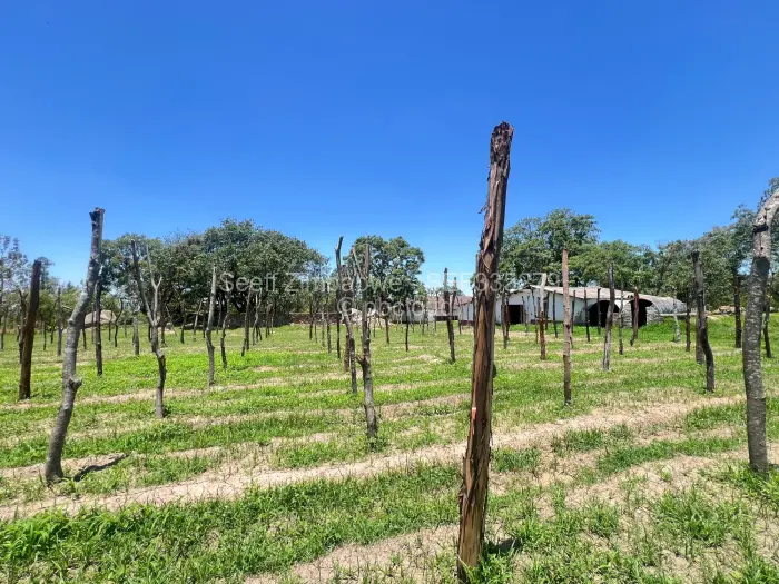 Farm/Plot for Sale in Arcturus, Arcturus