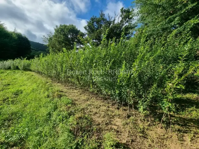 Farm/Plot for Sale in Juliasdale, Juliasdale