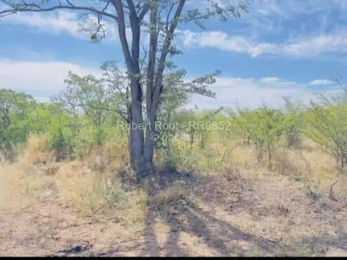 Stand for Sale in Victoria Falls, Victoria Falls