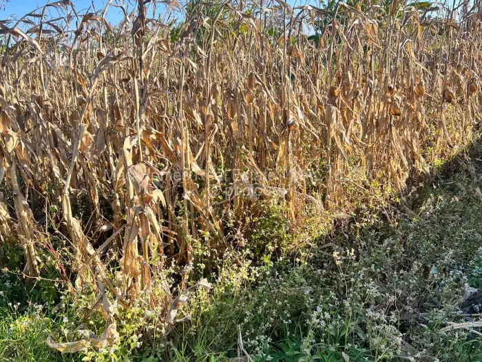 Land for Sale in Waterfalls, Harare