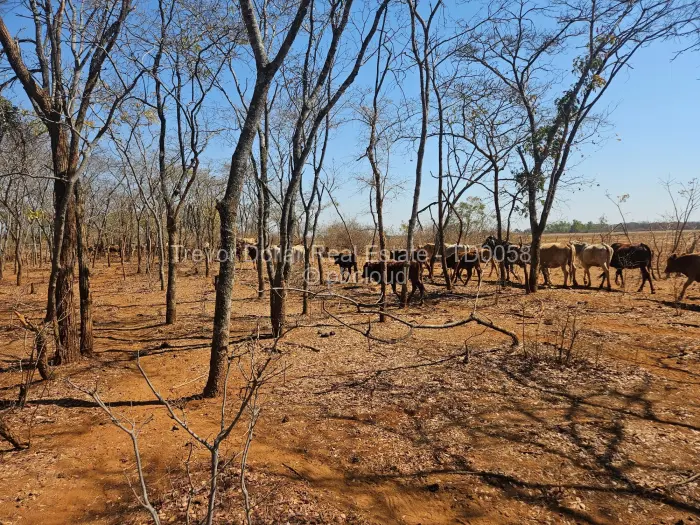 Farm/Plot for Sale in Gweru CBD, Gweru