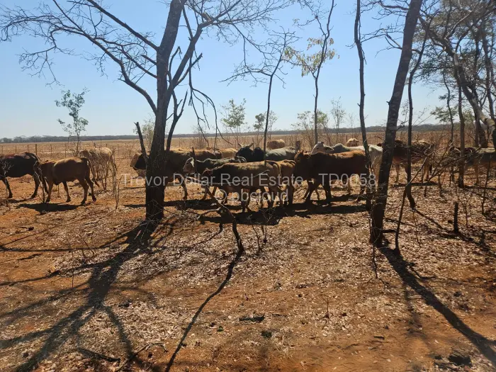 Farm/Plot for Sale in Gweru CBD, Gweru