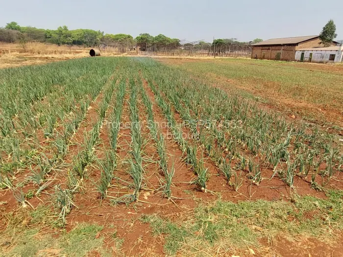 Farm to Rent in Goromonzi, Goromonzi
