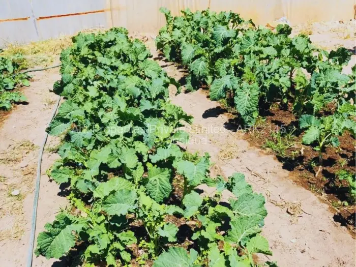 Farm/Plot for Sale in Ngezi, Ngezi