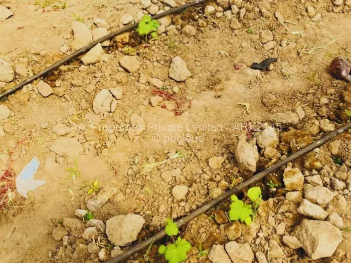 Farm/Plot for Sale in Ngezi, Ngezi