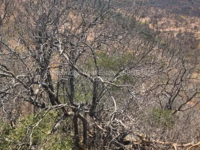 Commercial Stand for Sale in Esigodini, Umzingwane