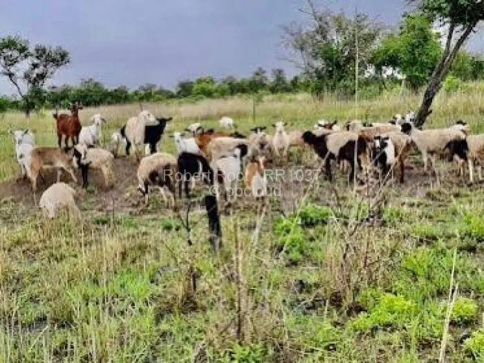 Farm/Plot for Sale in Beatrice, Beatrice