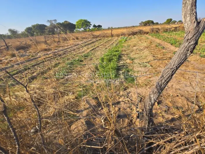 Farm/Plot for Sale in Beatrice, Beatrice