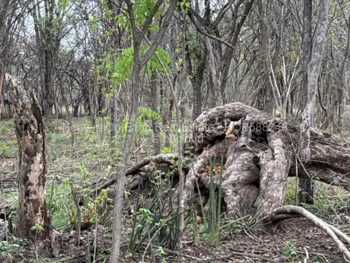 Farm/Plot for Sale in Selous, Selous