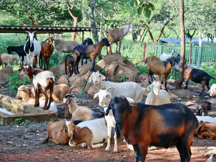 Farm/Plot for Sale in Worringham, Bulawayo