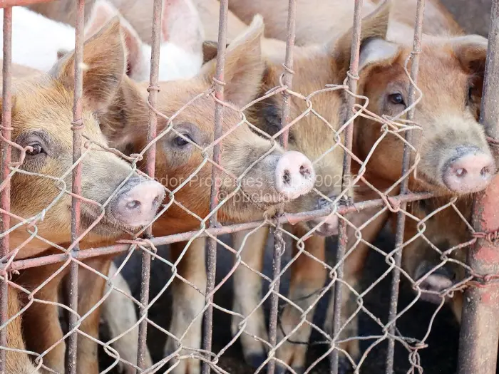 Farm/Plot for Sale in Worringham, Bulawayo