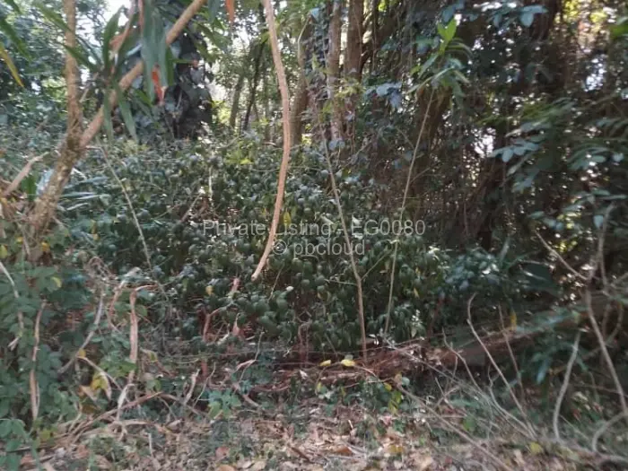 Farm/Plot for Sale in Vumba, Vumba