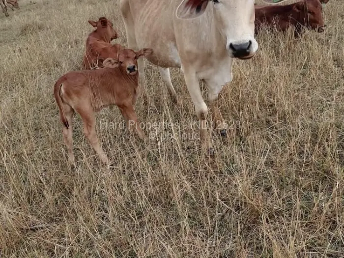 Farm/Plot for Sale in Mvurwi, Mvurwi