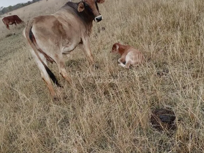 Farm/Plot for Sale in Mvurwi, Mvurwi