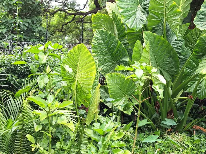 Flat/Apartment to Rent in Avenues, Harare