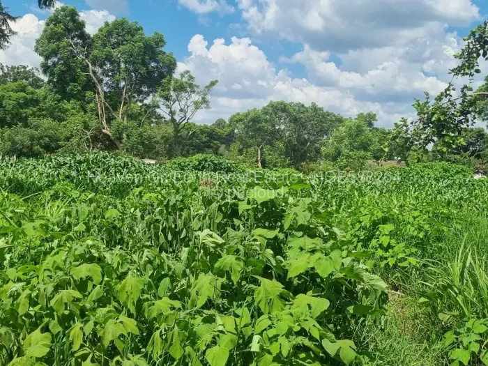 Residential Stand for Sale in Meyrick Park, Harare