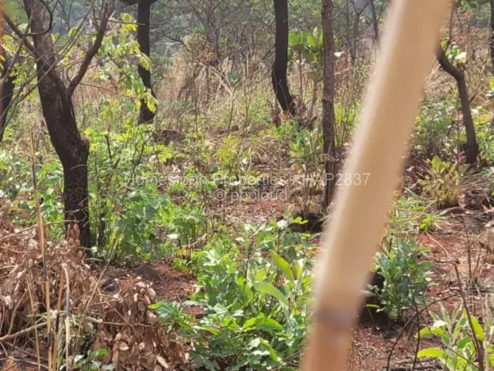 Commercial Stand for Sale in Glen Forest, Harare