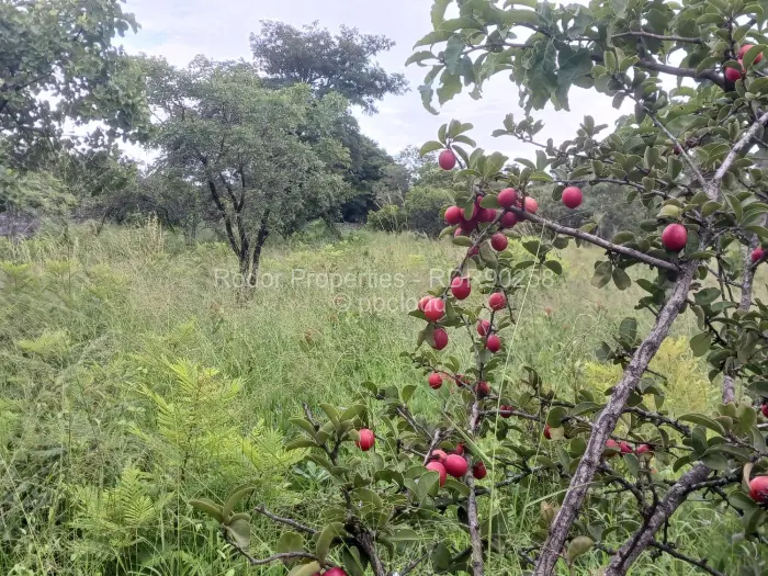 Residential Stand for Sale in Burnside, Bulawayo