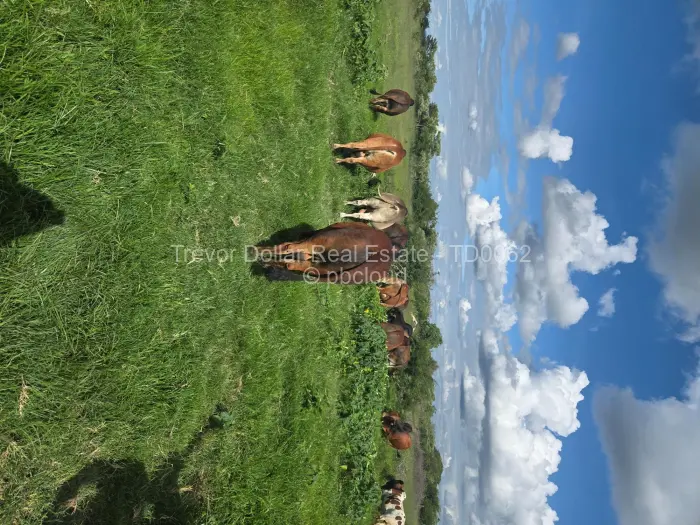 Farm/Plot for Sale in Figtree, Figtree