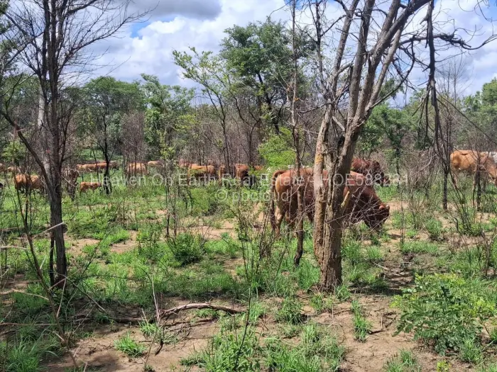 Farm/Plot for Sale in Chegutu, Chegutu