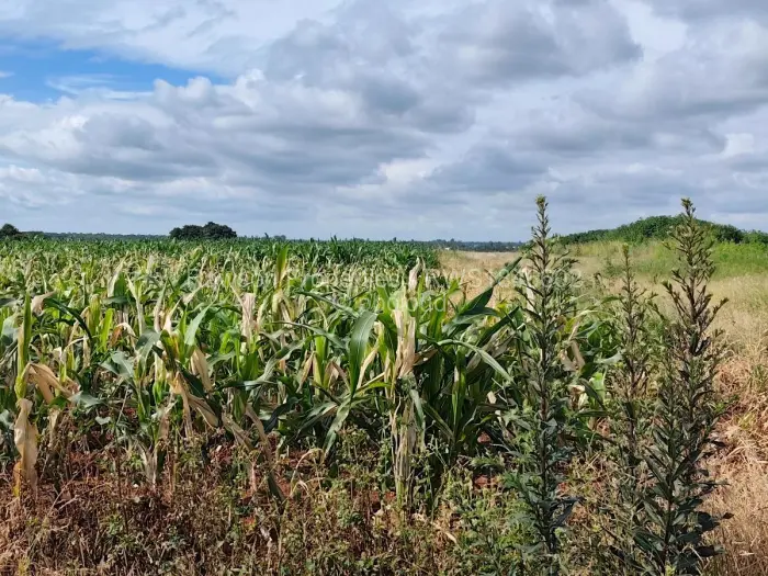 Commercial Stand for Sale in Beatrice, Beatrice