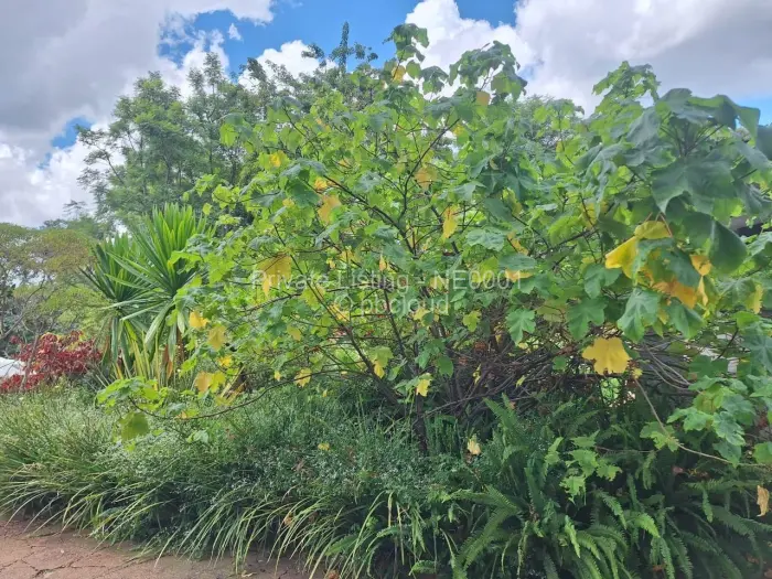 4 Bedroom House to Rent in Greendale North, Harare