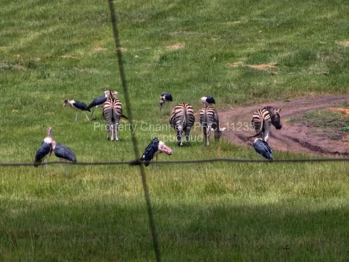 Residential Stand for Sale in Pomona, Harare