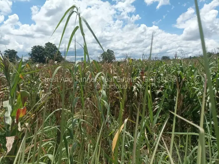 Residential Stand for Sale in The Grange, Harare