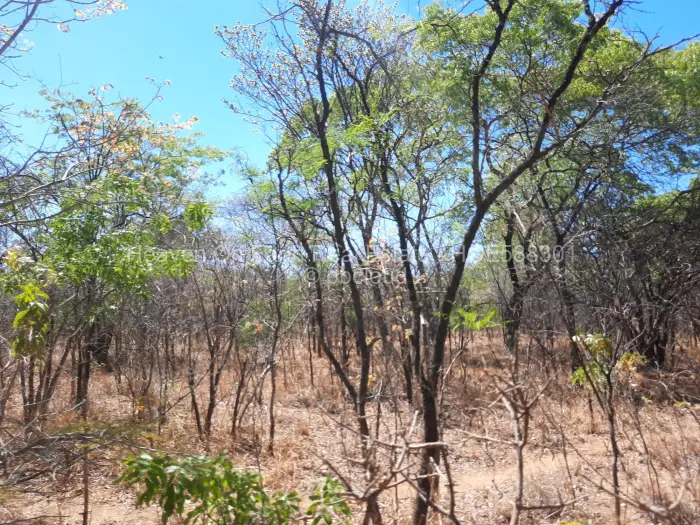 Farm/Plot for Sale in Chinhoyi, Chinhoyi
