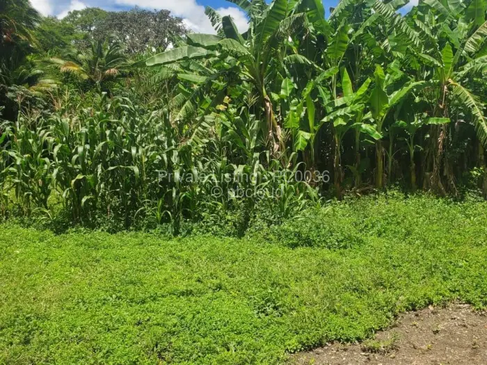 Commercial Stand for Sale in Avondale, Harare