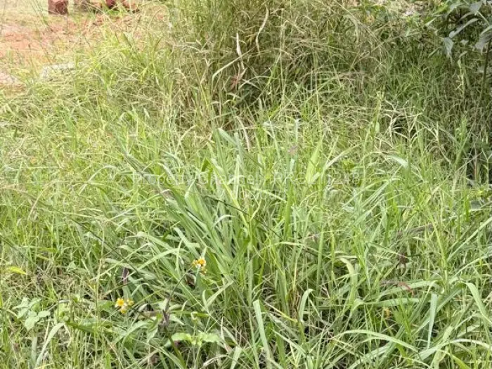 Commercial Stand for Sale in Avondale, Harare