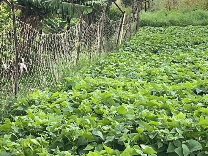 Farm/Plot to Rent in Glen Forest, Harare