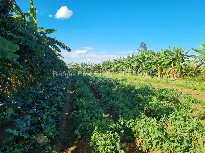 Farm/Plot for Sale in Norton, Norton