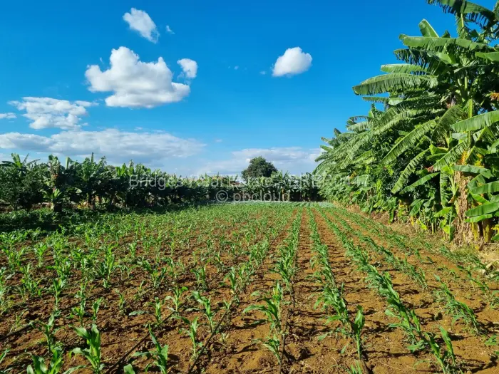 Farm/Plot for Sale in Norton, Norton