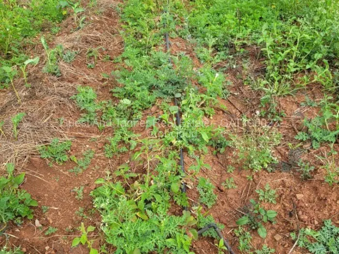 Farm/Plot for Sale in Waterford, Bulawayo