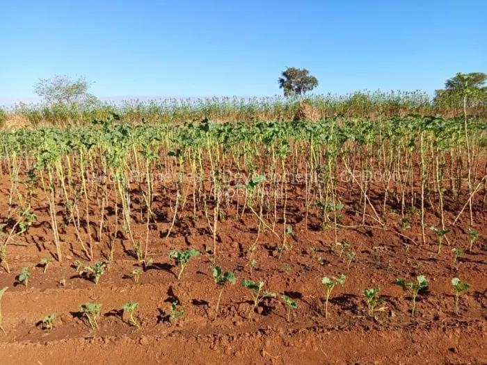 Farm/Plot for Sale in Kadoma, Kadoma