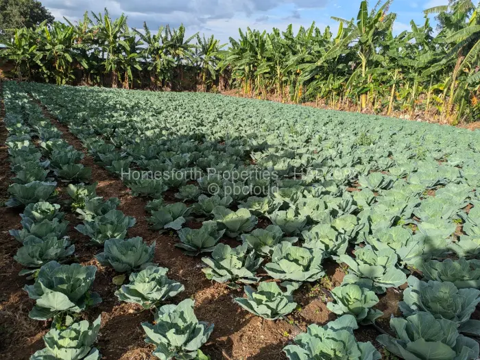 Farm/Plot for Sale in Norton, Norton