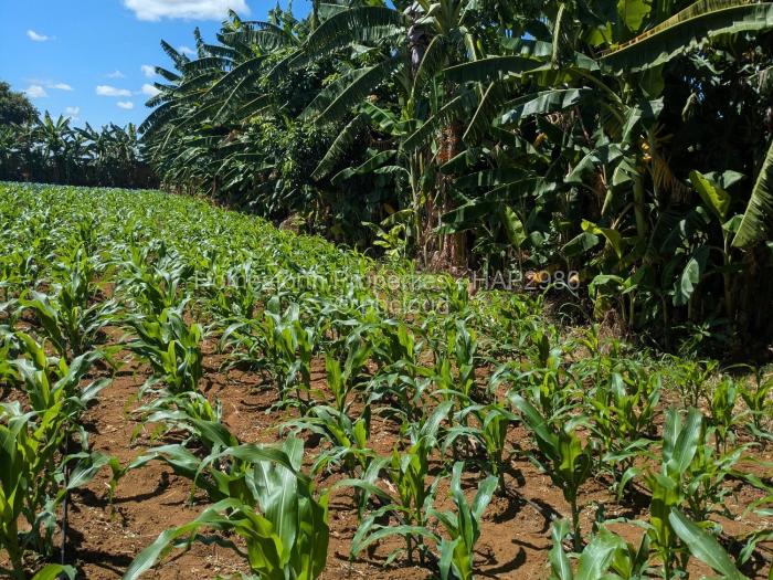 Farm/Plot for Sale in Norton, Norton