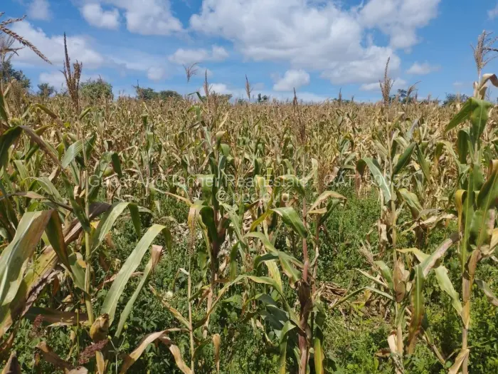 Residential Stand for Sale in Pomona, Harare