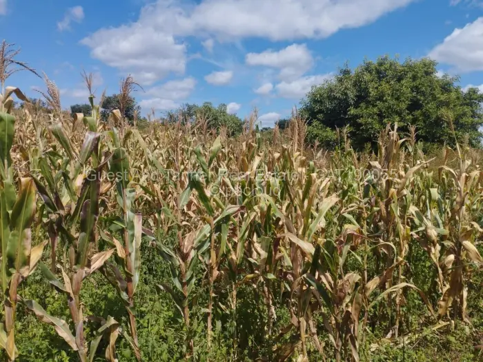 Residential Stand for Sale in Pomona, Harare