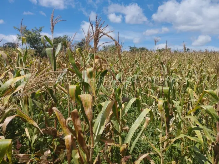 Residential Stand for Sale in Pomona, Harare