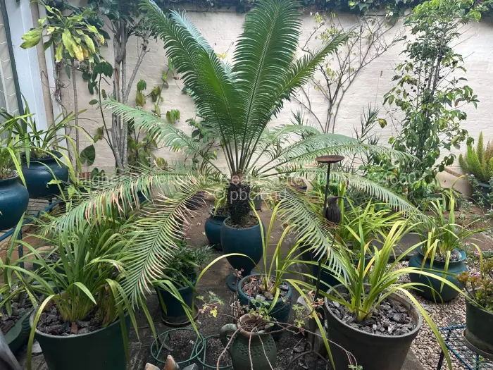 House to Rent in Dandaro, Harare